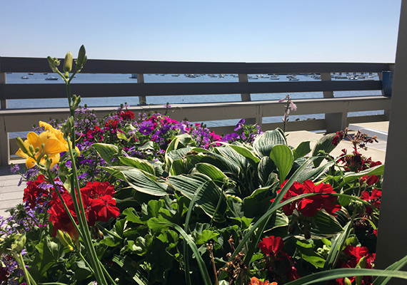 Room 1 Balcony Flowers