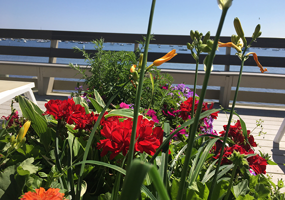 Room 2 Balcony Flowers