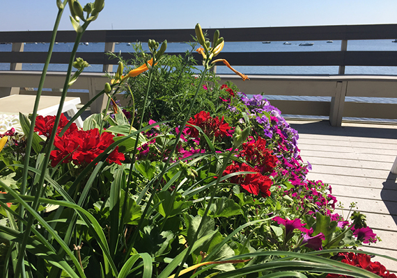 Room 3 Balcony Flowers